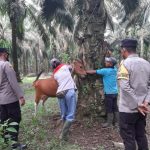 Polsek Penawartama Dampingi Vaksinasi PMK di Dua Kecamatan