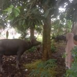 Kabid Dinas Peternakan Kabupaten Tulang Bawang Dalam Waktu Dekat Turun Kelokasi Bujung Tenuk Mengatasi Laporan Hewan Kerbou PMK