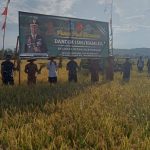Kodim 1506 Namlea Bersama Masyarakat Adakan Panen Raya Padi