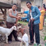 Aparatur Kampung Agung Jaya Beli 94 Ekor Kambing Dan Bangun Satu Unit Jembatan