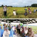 IPTU Alimin Kapolsek Buay Madang Timur, Panen Raya Padi Bersama Masyarakat Desa Karang Tengah