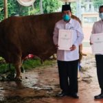 Presiden Jokowi Akan Salurkan Sapi Kurban Ke 38 Provinsi Pada Iduladha 1444 H