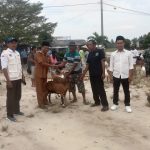 Pemerintah Desa Panggung Jaya Salurkan 45 Ekor Kambing Kepada 4 Kelompok.