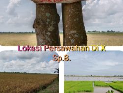 Buntut Persoalan Tanah,Damsid CS Diduga Kangkangi Perjanjian Terhadapa Keluarga Almarhum Cikmut.